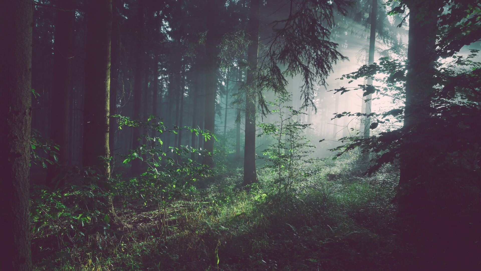 Magic Landscapes